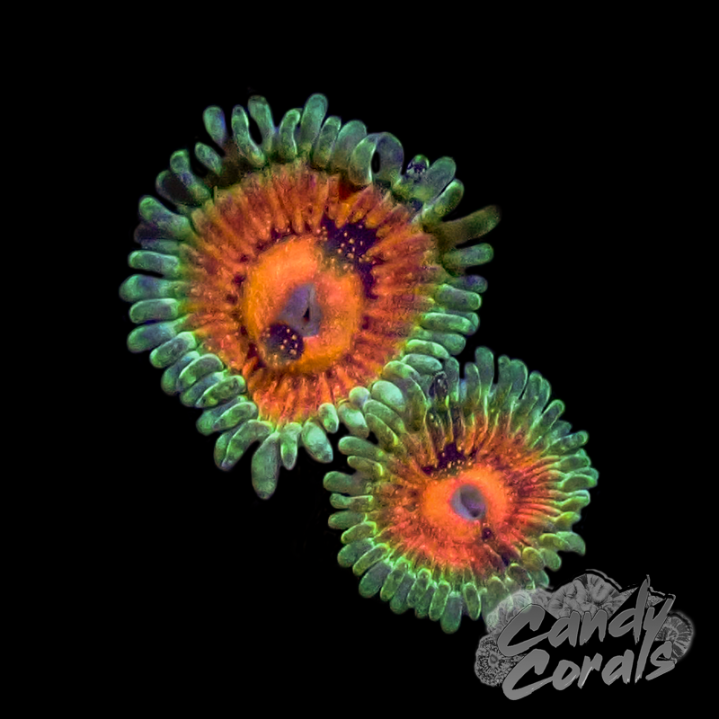 Rainbow Incinerator Zoanthid Z51