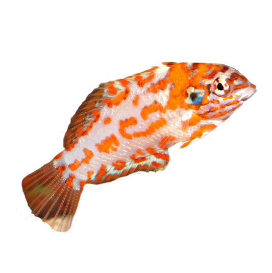 Choat's Red Leopard Wrasse