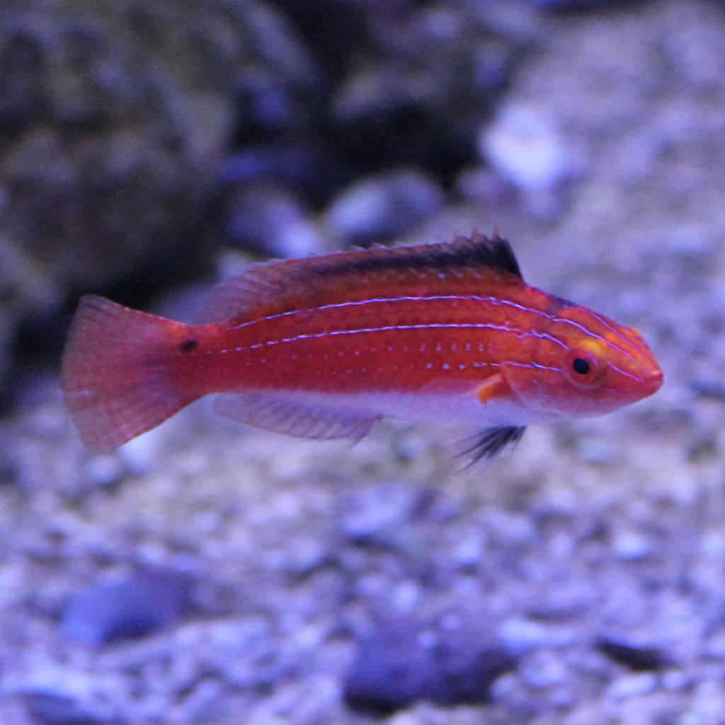 Naoko's Fairy Wrasse
