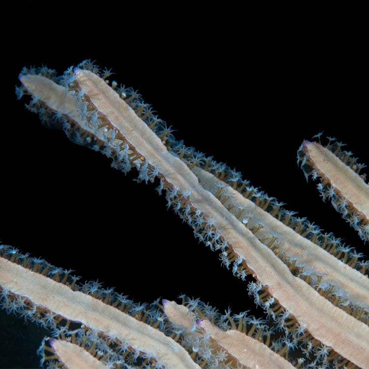 Grooved Sea Whip Photosynthetic Gorgonian