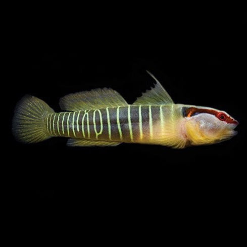 Green Band Goby