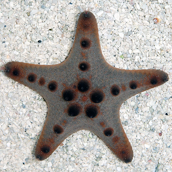 Chocolate Chip Starfish