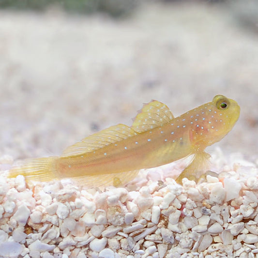 Captive Bred False Yellow Watchman Goby