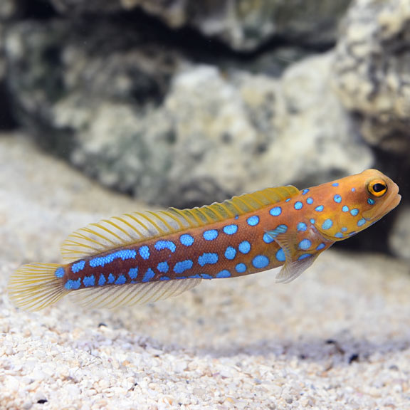 Blue Spot Jawfish