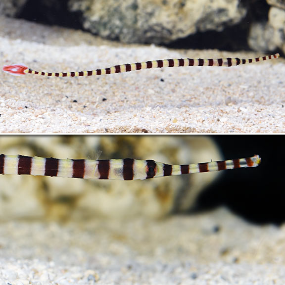 Banded Pipefish