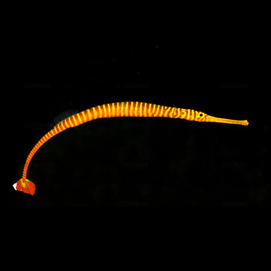 Captive Bred Yellow Multibanded Pipefish