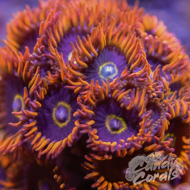 US Zoa Flaming Rainbow - 観賞魚生体