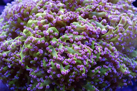 Frogspawn Coral Care
