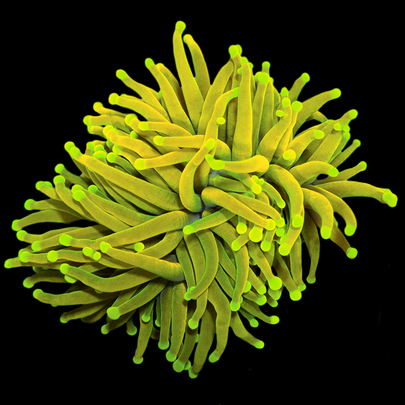 Tigrio Torches – Candy Corals