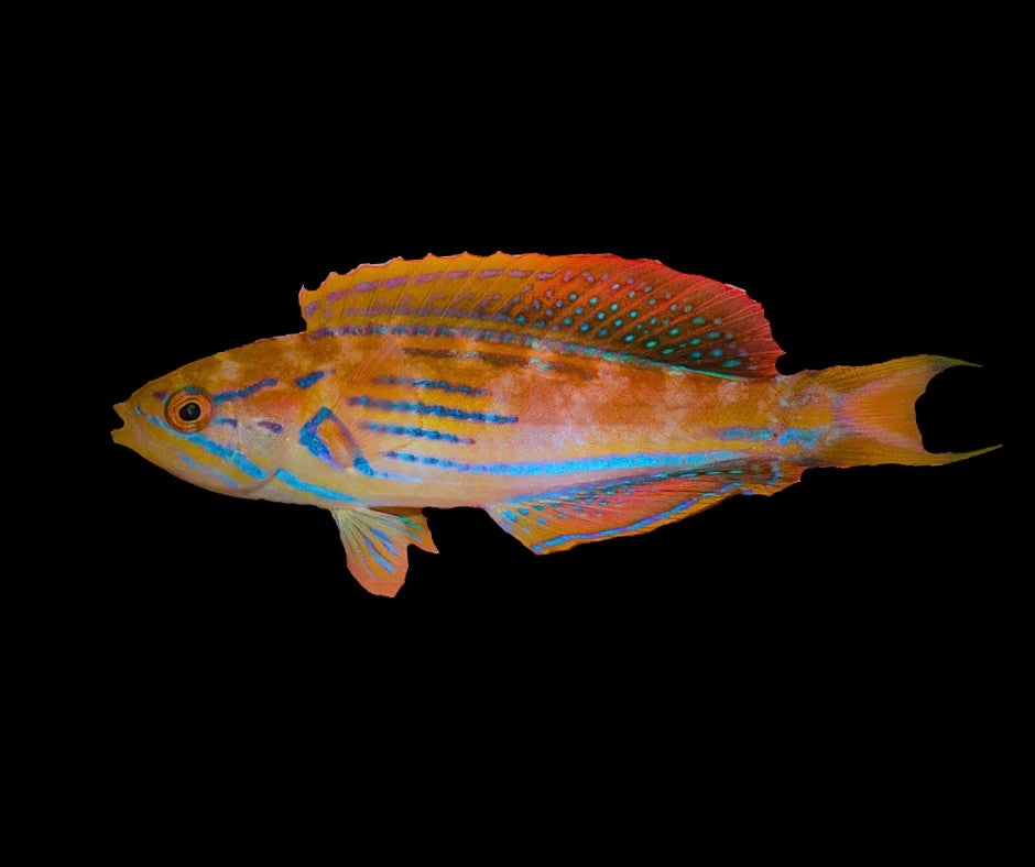 Male Madagascar Flasher Wrasse