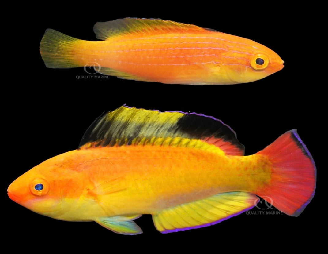 Nahacky Fairy Wrasse Pair