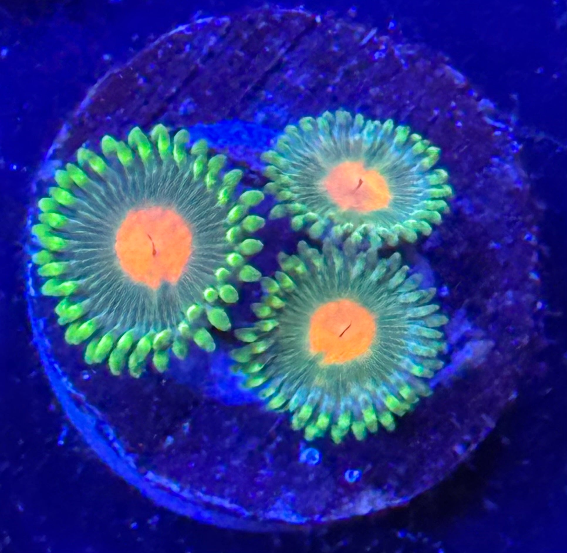 Campfire Zoa Frag Z50