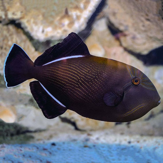Indian Black Triggerfish