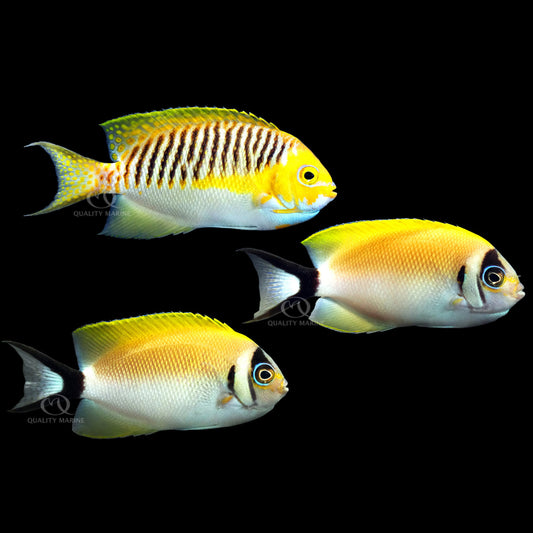 Japanese Swalllowtail Angelfish