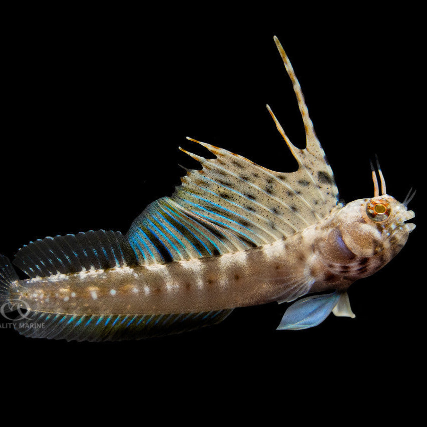 Gulf Signal Blenny
