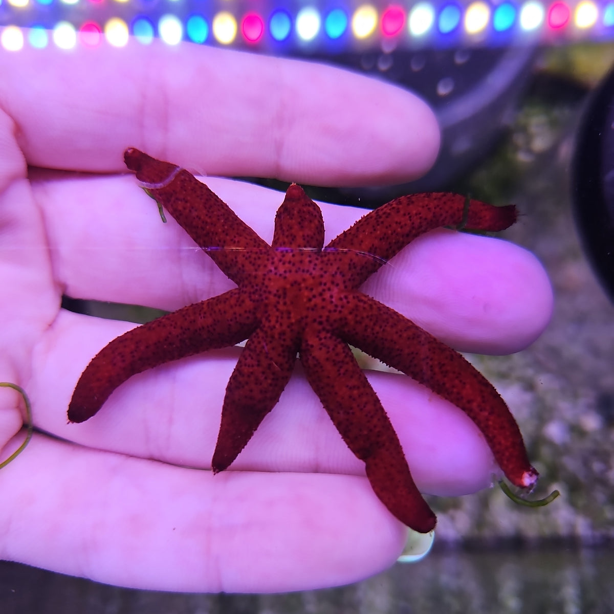 Red Linkia Starfish