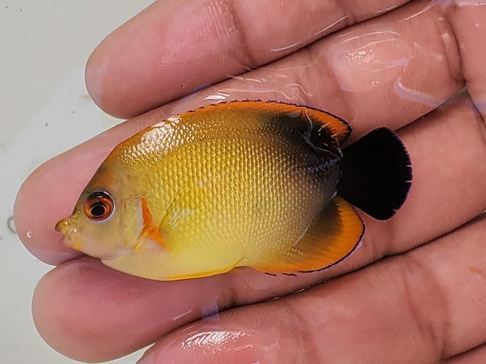 Captive Bred Smoky Lemonpeel Hybrid Angelfish
