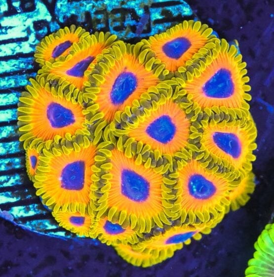 Coralꪔ̤̫ Great Owls Zoanthid Per Polyp Z87 – Candy Corals