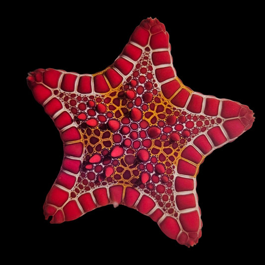 Red African Biscuit Starfish