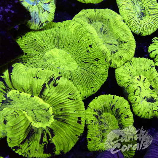 Small Assorted Green Trachyphyllia