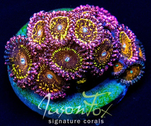 Jason Fox Frankies Acid Trip Zoa Frag