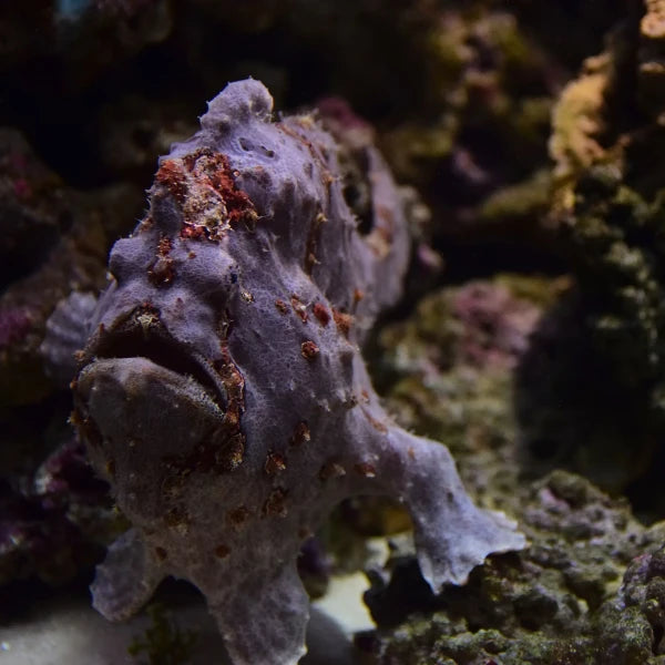Commerson Frogfish