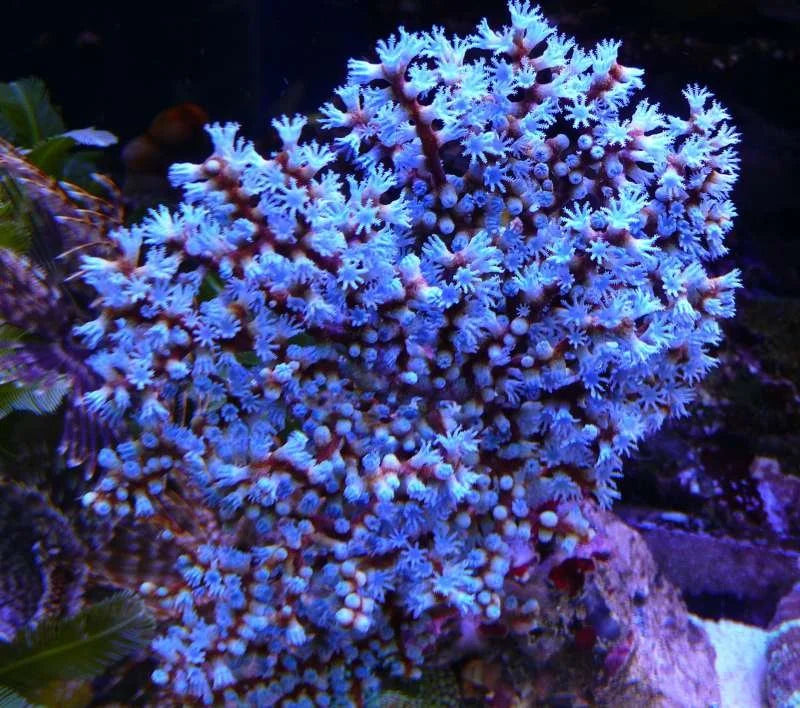 Blueberry Non-photosynthetic Gorgonian