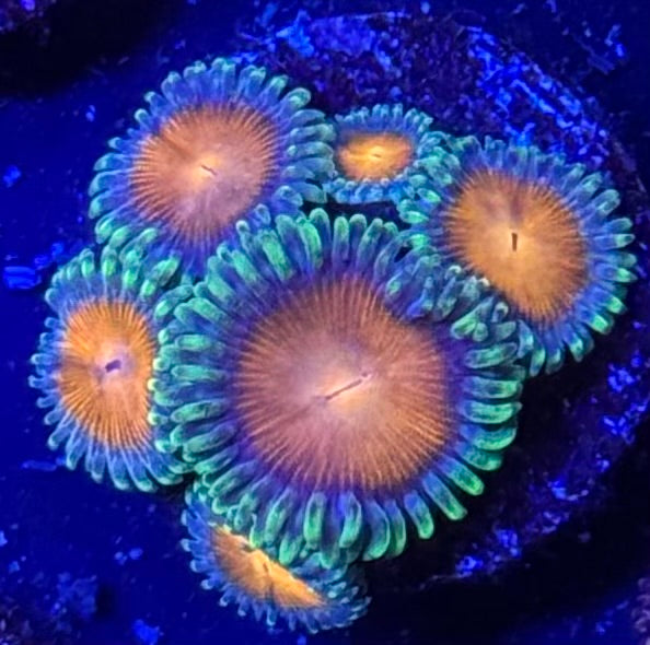 WWC Elemental Fury Zoa Frag Z45