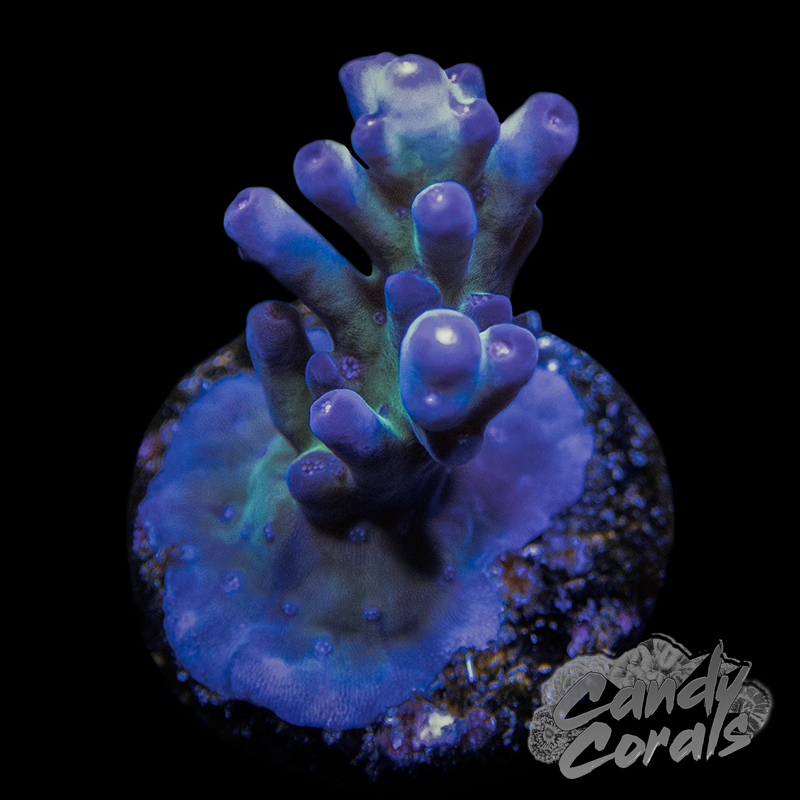 RR Shazam Acropora Sp. Frag