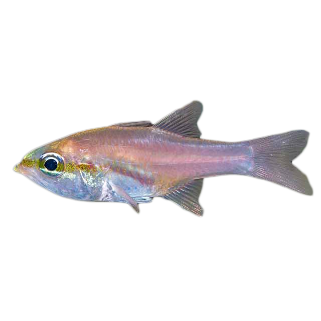 Bigtooth Cardinal