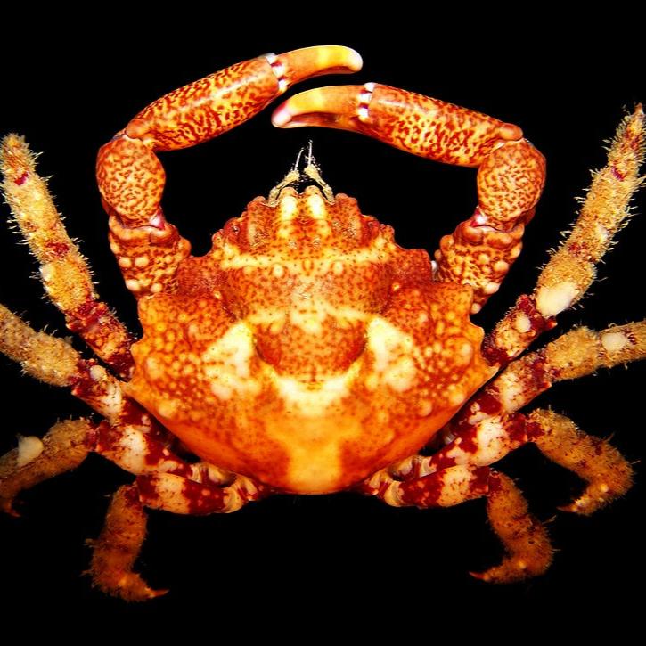 Nodose Clinging Crab