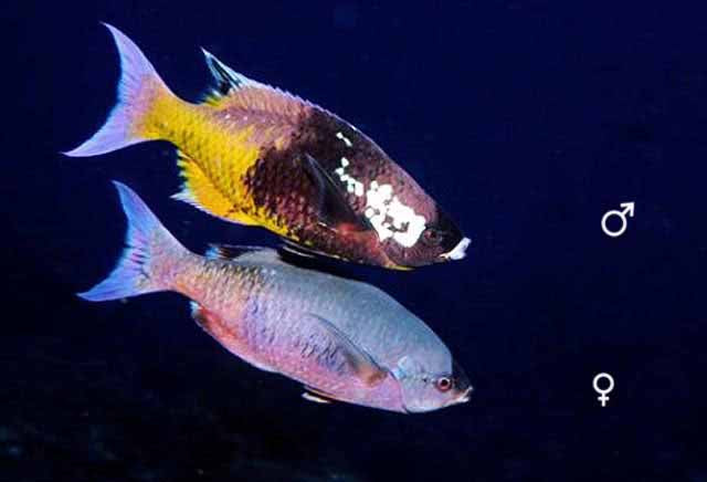 Creole Wrasse
