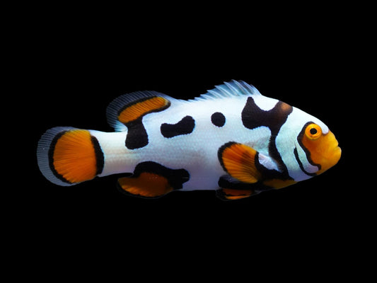 Black Helmet Picasso Clownfish