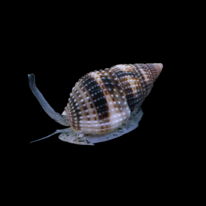 Marble Nassarius Snail