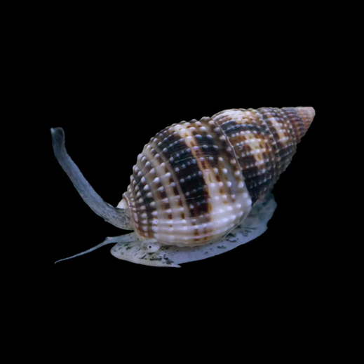 Marble Nassarius