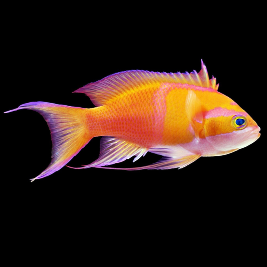 White Bar Anthias