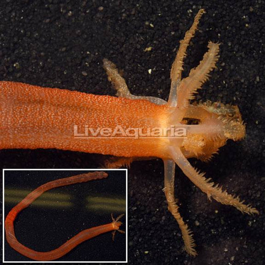 Large Orange Medusa Worm