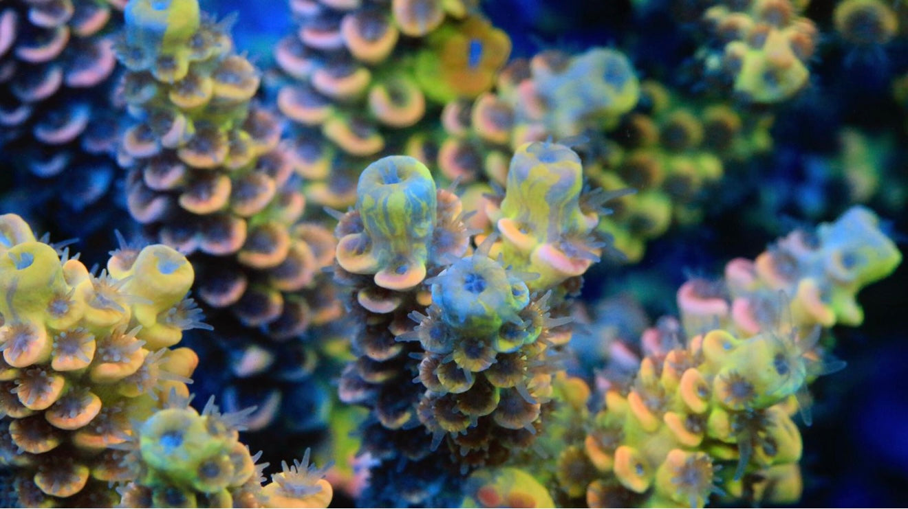 Bk Chem Fruit Loops Acropora Sp. Frag A35