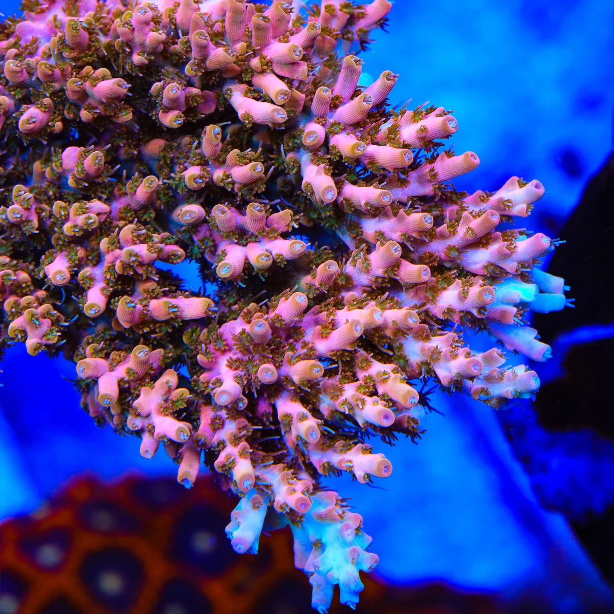 TSA Flower Bomb Acropora Frag