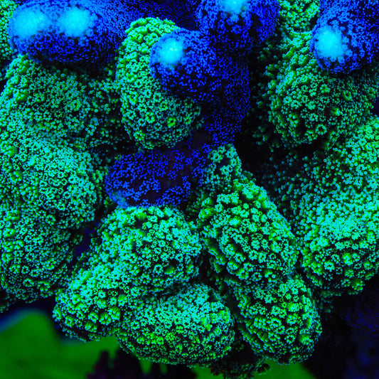 Double Trouble Stylophora Coral