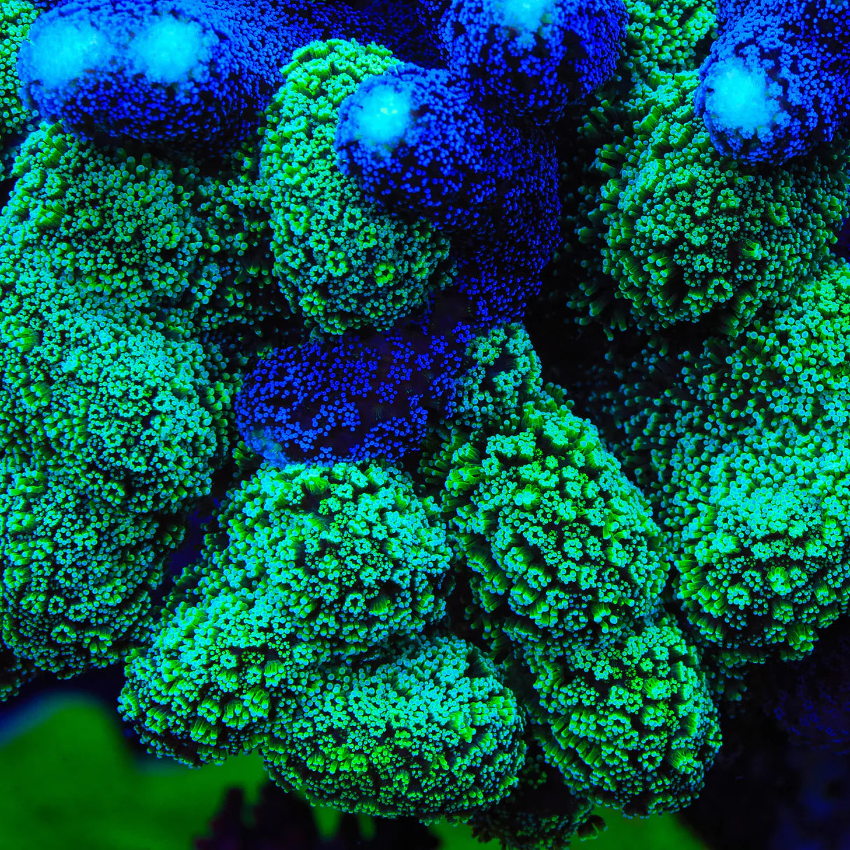 Double Trouble Stylophora Coral