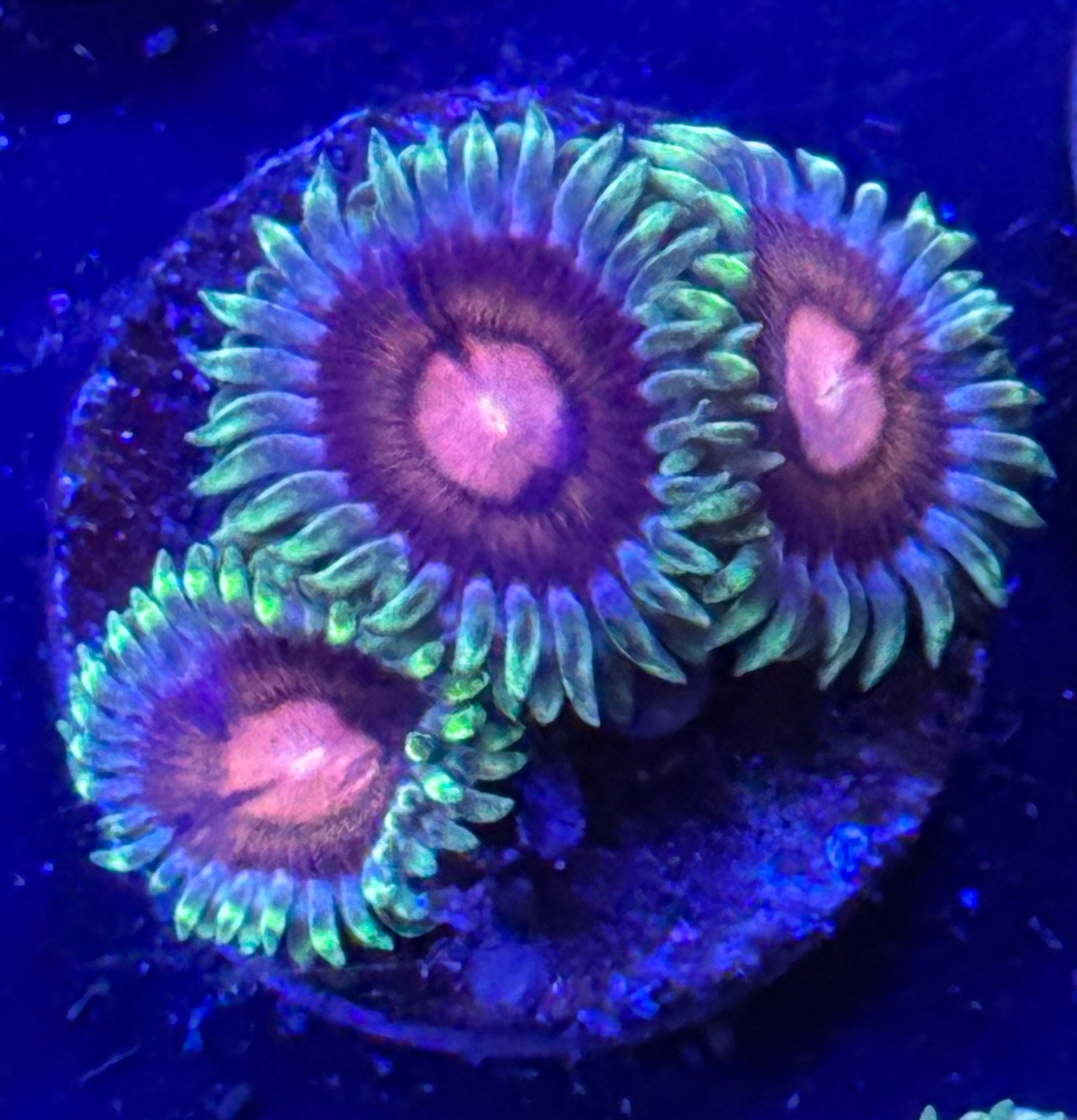 WWC Lucky Kentucky Zoa Frag Z40