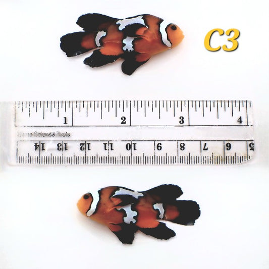 WYSIWYG Longfin Black Ice Clownfish