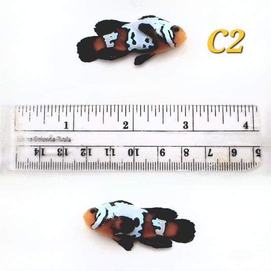 WYSIWYG Longfin Blacker Ice Bullet Clownfish