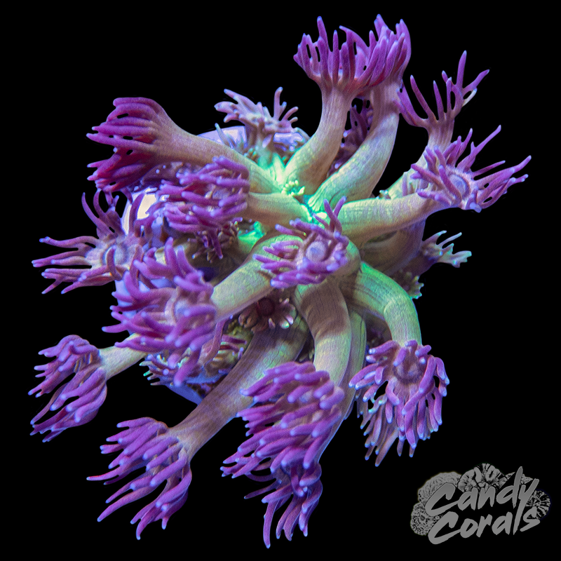 Purple Profusion Goniopora Frag