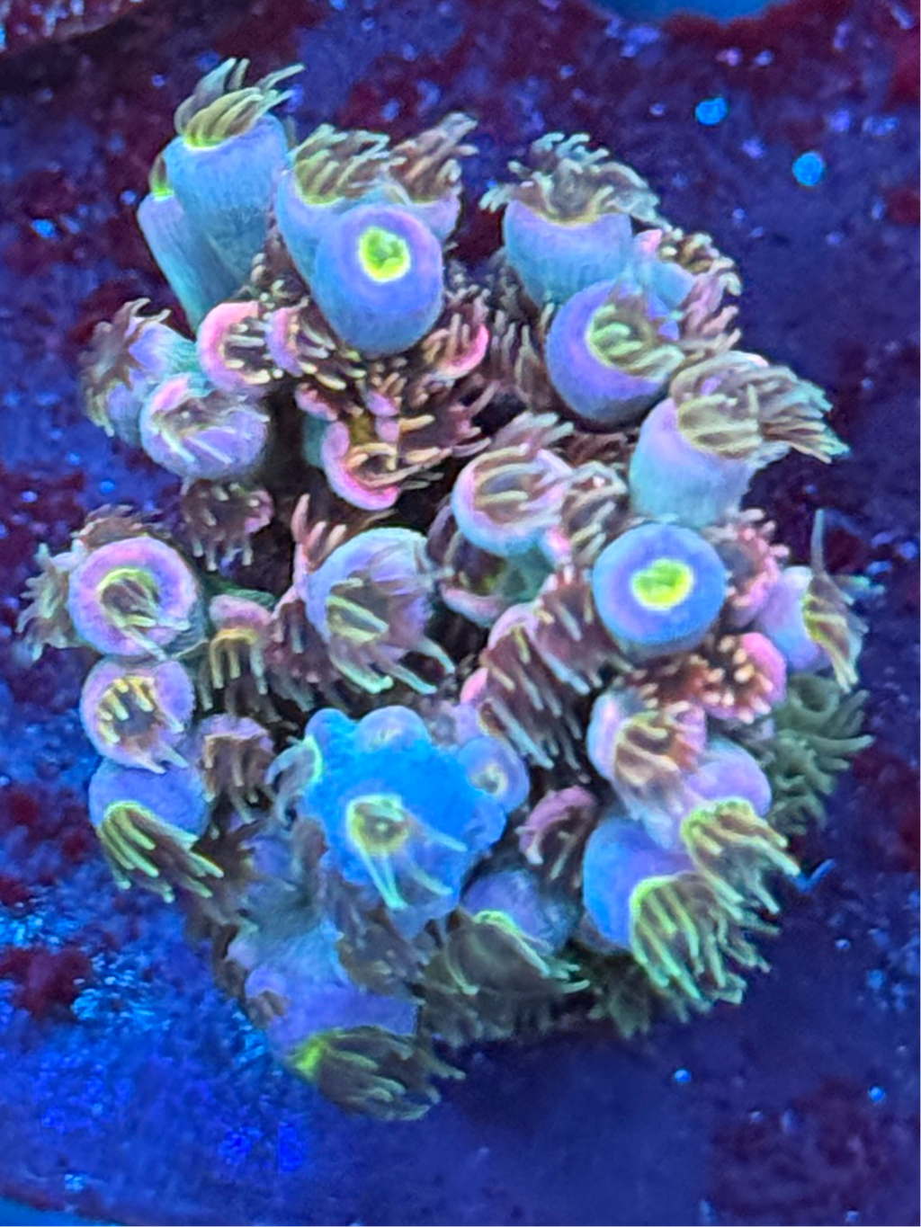 Rainbow Passion Acropora Sp. Frag A72