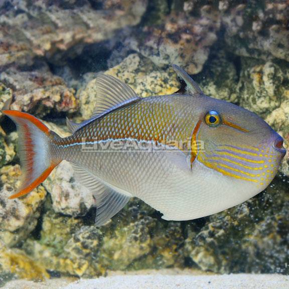 Showsize Goldenback Triggerfish