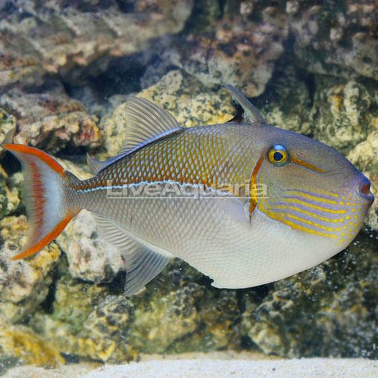 Buy Corals fish online | Aquarium fishes| Saltwater fish for sale ...