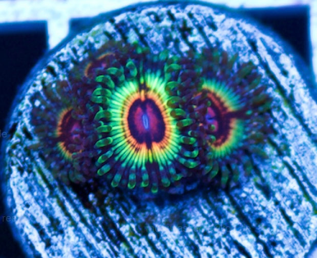 Ultimate Eclipse Zoa Per Polyp (RARE) Z93