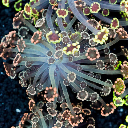 Small Pink Alveopora Colony